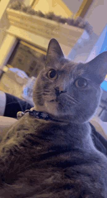 a close up of a cat with a blue collar looking at the camera