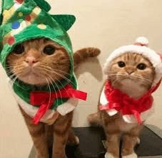 two cats wearing christmas costumes are sitting next to each other .