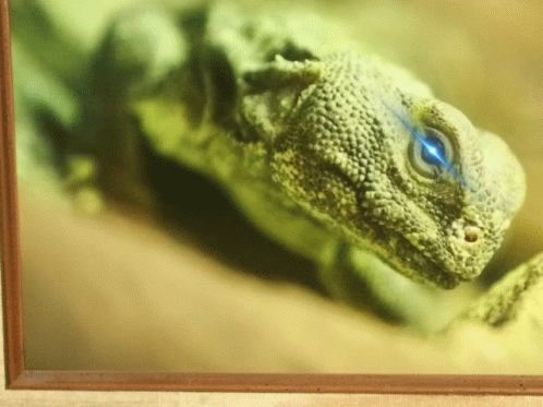 Lasereye Lizard Btceth GIF - Lasereye Lizard Btceth GIFs