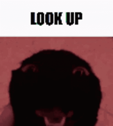 Look Up GIF - Look Up GIFs