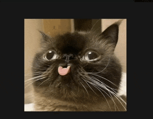 a close up of a cat 's face with its tongue sticking out