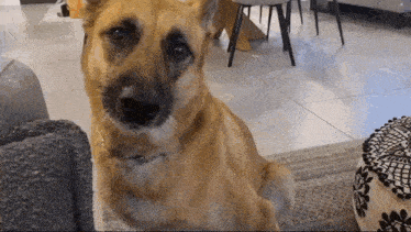 a dog is sitting on a couch in a living room looking at the camera .