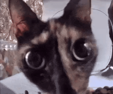 Cat Stare GIF - Cat Stare Feeder Cam GIFs