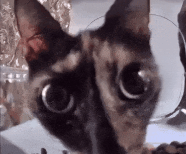 a close up of a cat wearing glasses .