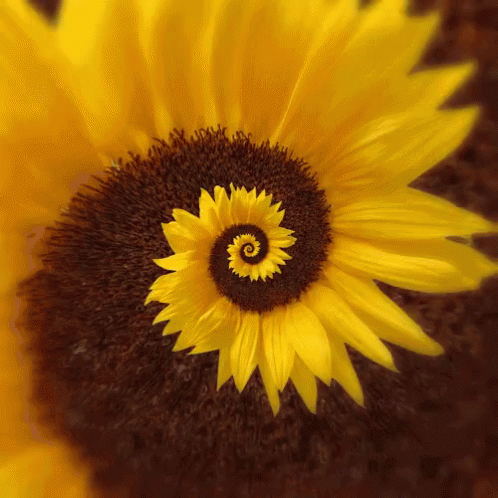 Hypno Flower GIF - Hypno Flower Hypnosis GIFs