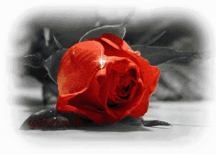 a red rose with water drops on the petals is on a white background