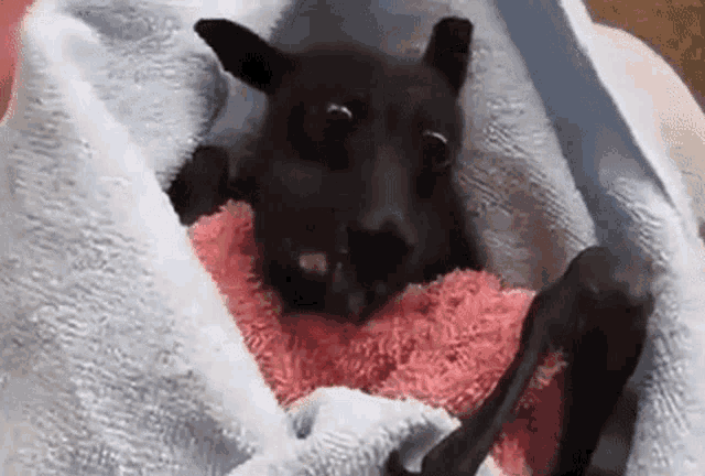 a bat is wrapped in a pink towel and sleeping on a pink towel .