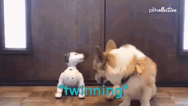 Twinning Corgi GIF - Twinning Corgi Robot Dog GIFs