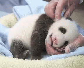 Baby Panda Tickle GIF - Baby Panda Tickle GIFs