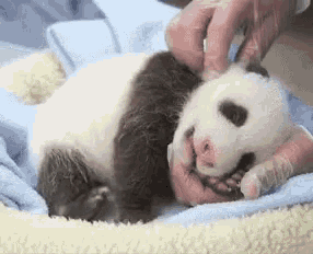 a baby panda bear is being held by a person .