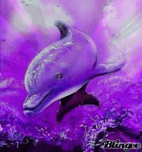 Dolphin Purple GIF