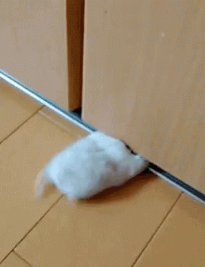 Pet Hamster GIF - Pet Hamster Stuck GIFs