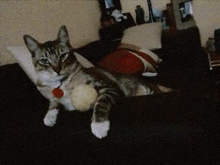 a cat is laying on a couch with a ball in its paws