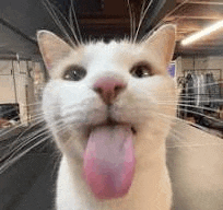 a close up of a white cat with its tongue out .