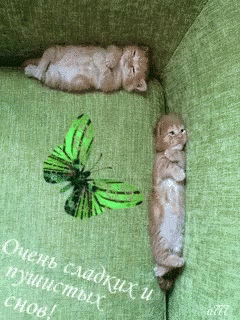 Cats Sleeping GIF - Cats Sleeping Butterfly GIFs