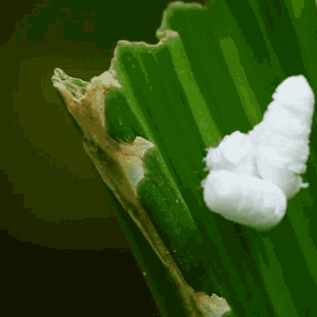 Poodle Moth GIF - Poodle Moth Bug GIFs