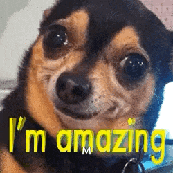 a small brown and black dog with the words `` i 'm amazing '' written on it .