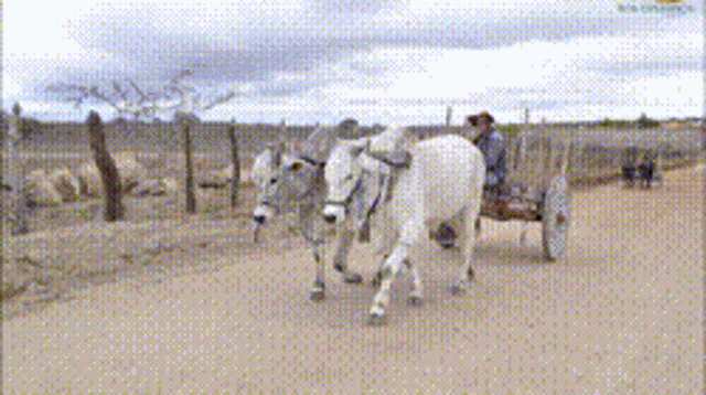 a man is riding a cart pulled by two bulls on a dirt road