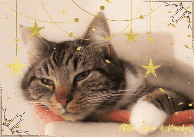 a cat laying on a pink blanket with atelier line & mickey written on the bottom right