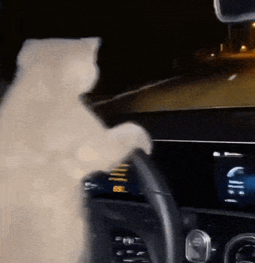 a cat 's paw is on the steering wheel of a car at night