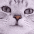 a close up of a white cat 's face with a blurred background .