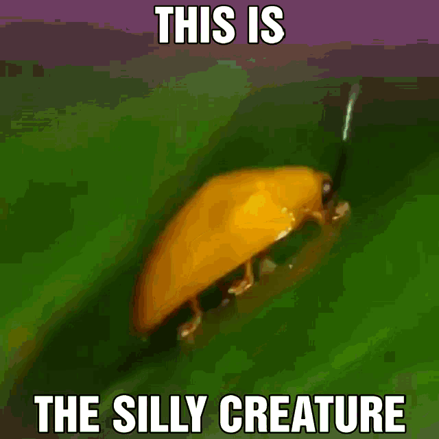 Silly Creature This Is A Silly Creature GIF