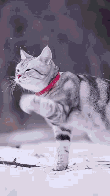 a cat with a red collar standing in the snow