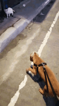 a brown dog on a leash is sniffing a white dog
