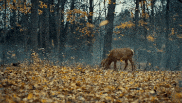 a deer is grazing in a field of leaves
