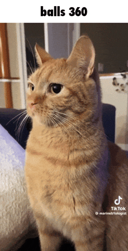 a cat sitting on a couch with the caption balls 360 on the bottom