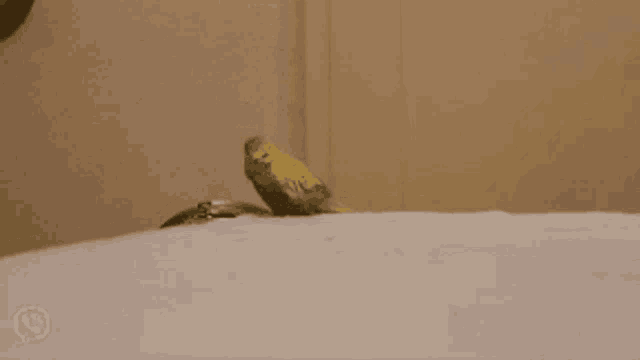 a yellow and black bird sitting on a white surface
