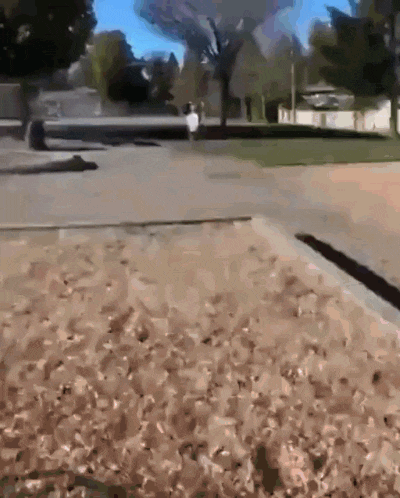 a person is walking down a sidewalk in a park .