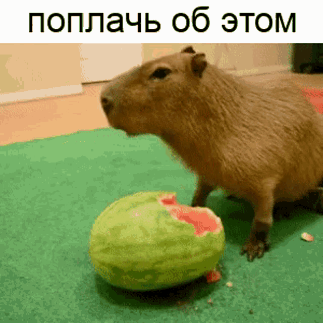 Capybara Melon GIF - Capybara Melon Muncher GIFs