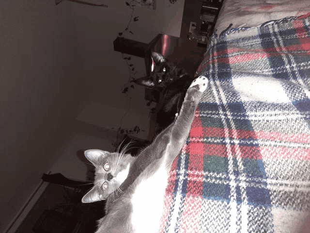 two cats are laying on a plaid blanket