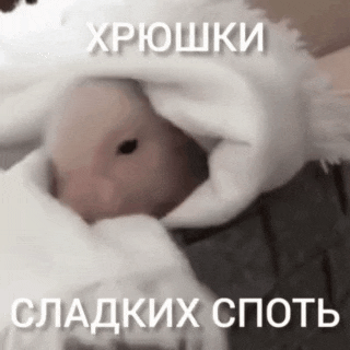 a hamster is wrapped in a white blanket with a foreign language caption