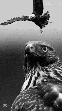 a black and white photo of two birds with the caption capcut on the bottom