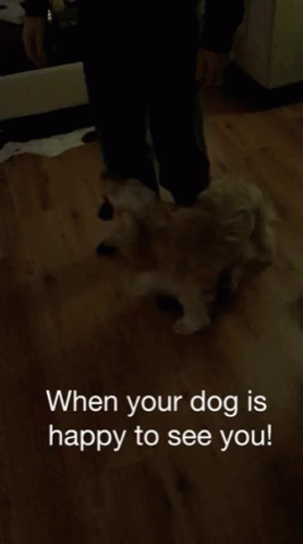 When Your Dog Is Happy To See You Dog GIF - When Your Dog Is Happy To See You Dog Puppy GIFs