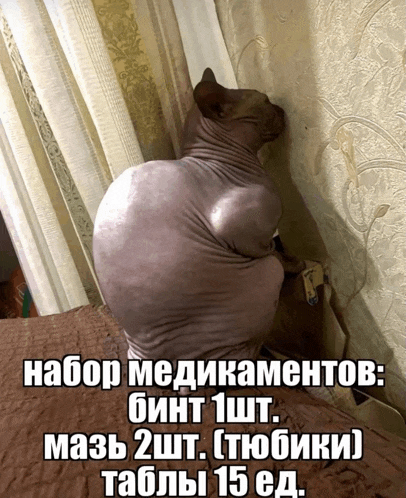 a hairless cat is leaning against a wall with a foreign language caption