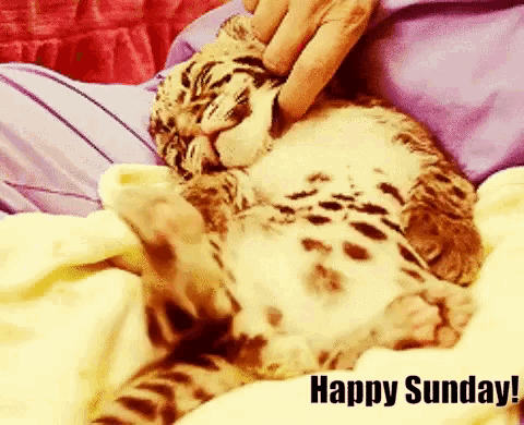 a person is petting a leopard cub on a bed with the caption happy sunday .