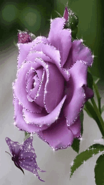 a close up of a purple rose with a butterfly behind it