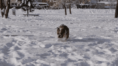 a brown and white dog on a leash running in the snow