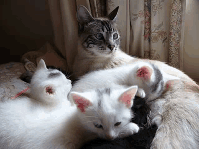 a cat and two kittens laying on a bed