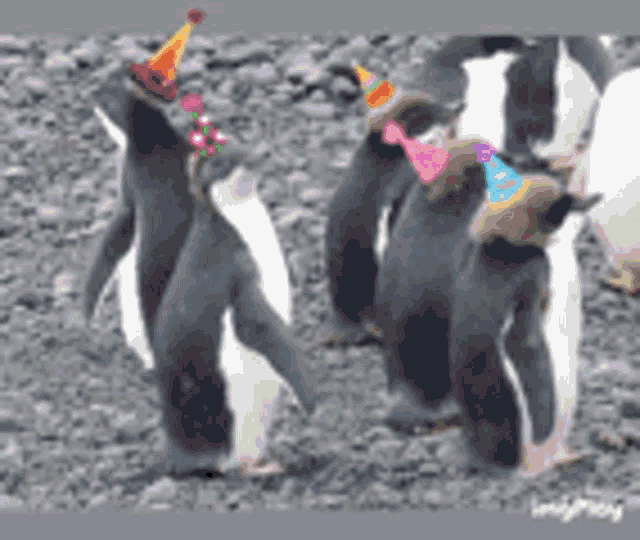 Penguin Party GIF - Penguin Party Penguinparty GIFs