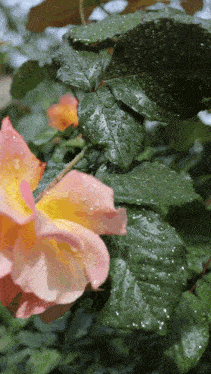a close up of a pink flower with water drops on the leaves