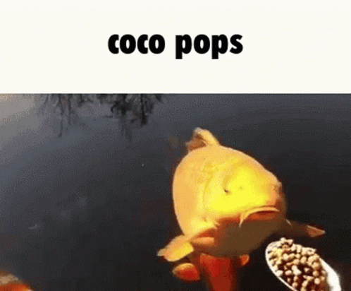 Coco Pops Gold Fish GIF - Coco Pops Gold Fish Eating GIFs