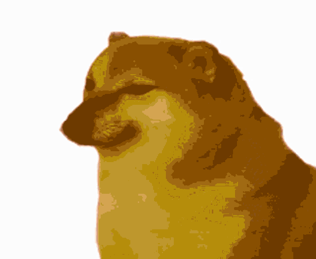 a close up of a cheems dog 's face on a white background .