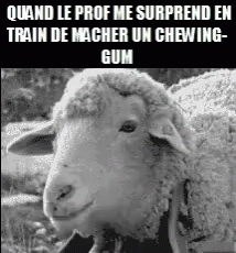 Chewing Gum GIF - Chewing Gum Sheep GIFs