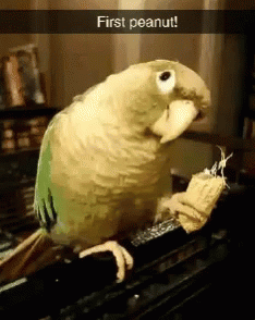 Bird Peanut GIF - Bird Peanut GIFs