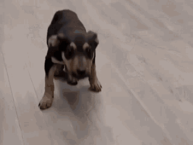 A cute puppy dancing : r/gifs