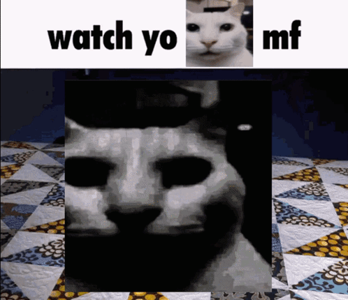 Watch Yo Tone Uncanny Cat GIF - Watch Yo Tone Uncanny Cat Canny Cat GIFs